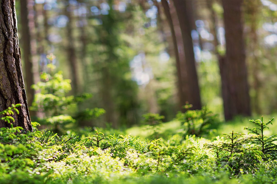 Vorarlberger Weg für einen klimafitten Wald