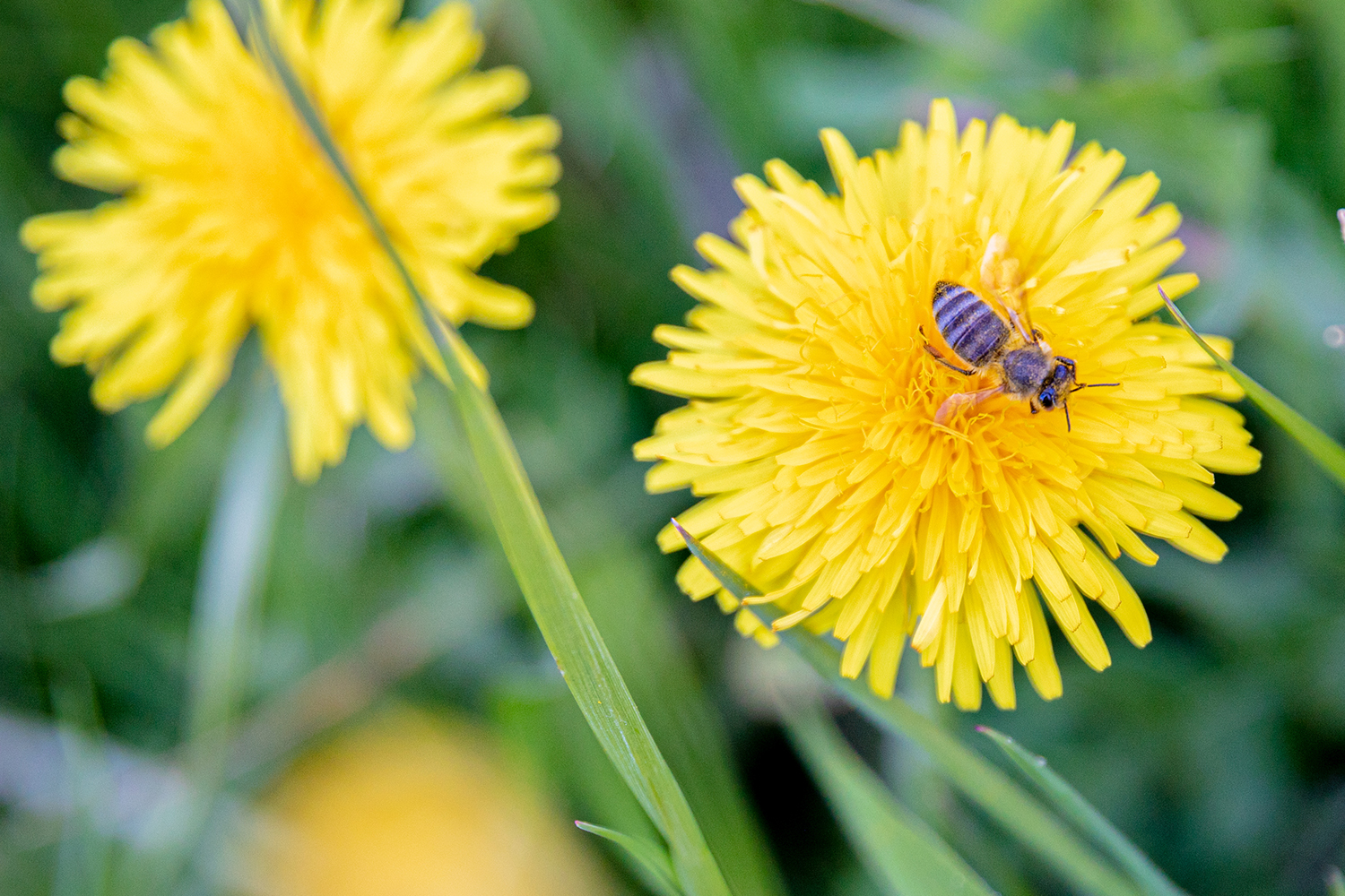 Bauer und Biene sind ein gutes Team