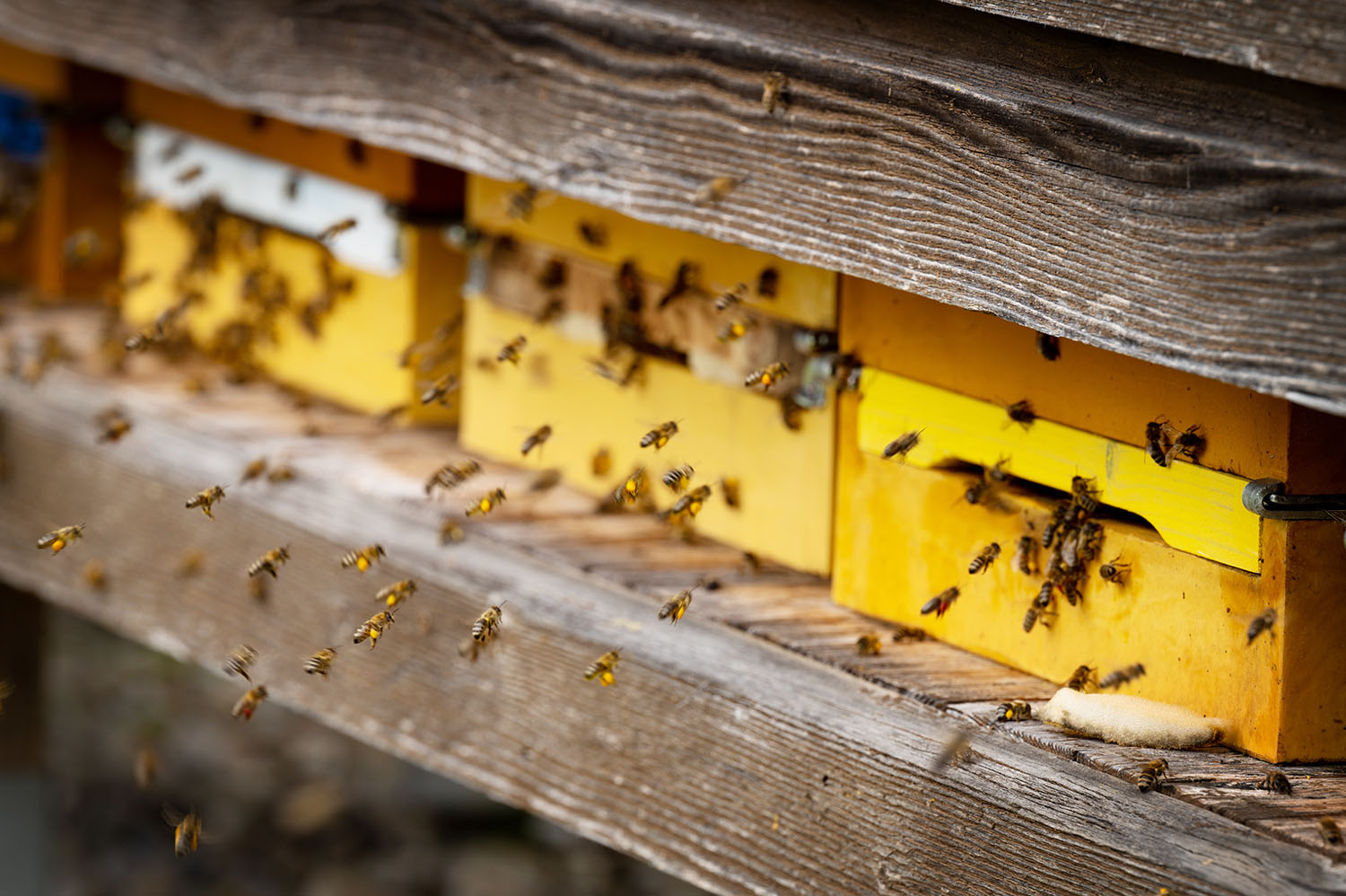 LR Gantner: „Bienen unverzichtbar für blühende Kulturlandschaft“